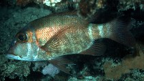 Image of Lethrinus erythropterus (Longfin emperor)