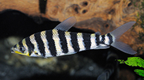 Image of Leporinus fasciatus (Banded leporinus)