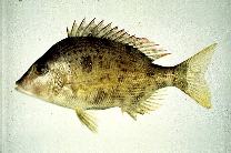 Image of Lethrinus haematopterus (Chinese emperor)