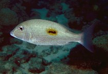 Image of Lethrinus harak (Thumbprint emperor)