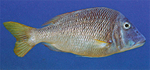 Image of Lethrinus laticaudis (Grass emperor)