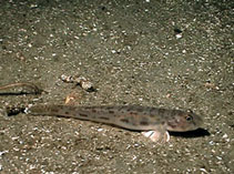 Image of Lepidogobius lepidus (Bay goby)