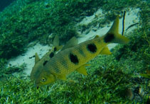 Image of Megaleporinus macrocephalus 