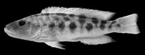 Image of Lepidiolamprologus mimicus 