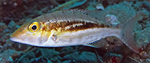 Image of Lethrinus mitchelli (Mitchell’s Emperor)