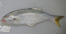 Image of Leptobrama muelleri (Beachsalmon)