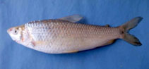 Image of Megaleporinus muyscorum 