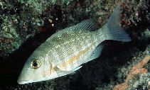 Image of Lethrinus obsoletus (Orange-striped emperor)