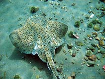 Image of Leucoraja ocellata (Winter skate)