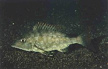 Image of Lethrinus olivaceus (Longface emperor)