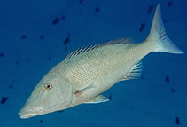 Image of Lethrinus olivaceus (Longface emperor)