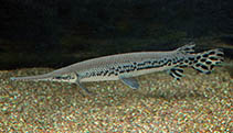 Image of Lepisosteus osseus (Longnose gar)