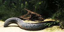 Image of Lepidosiren paradoxa (South American lungfish)