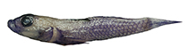 Image of Lebetus patzneri (Patzner\