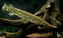 Image of Lepisosteus platyrhincus (Florida gar)