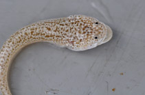 Image of Lesueurina platycephala (Flathead pygmy-stargazer)