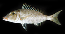 Image of Lethrinus reticulatus (Red snout emperor)