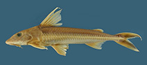 Image of Leptodoras rogersae 