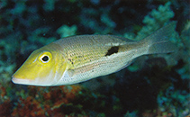 Image of Lethrinus semicinctus (Black blotch emperor)