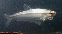 Image of Leptagoniates steindachneri 