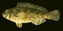 Image of Leptoscarus vaigiensis (Marbled parrotfish)