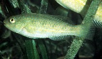 Image of Leptoscarus vaigiensis (Marbled parrotfish)