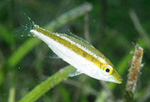 Image of Lethrinus variegatus (Slender emperor)