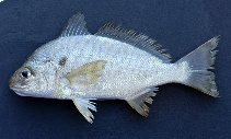 Image of Leiostomus xanthurus (Spot croaker)