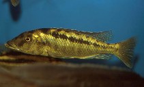 Image of Lichnochromis acuticeps (Malawi gar)