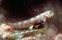 Image of Microlipophrys bauchotae 