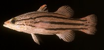 Image of Liopropoma collettei (Collette\