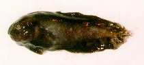 Image of Liparis fabricii (Gelatinous snailfish)