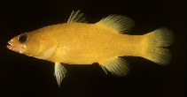 Image of Liopropoma flavidum 