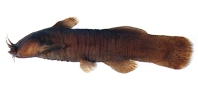 Image of Liobagrus formosanus 