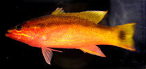 Image of Liopropoma latifasciatum (Blackstripe basslet)