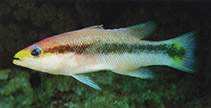 Image of Liopropoma lemniscatum (Ribbon basslet)