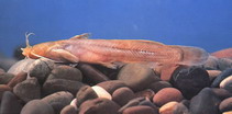 Image of Liobagrus marginatoides 