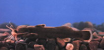 Image of Liobagrus marginatus 