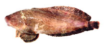 Image of Liparis ochotensis 