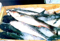 Image of Chelon ramada (Thinlip grey mullet)