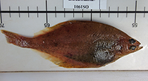 Image of Limanda sakhalinensis (Sakhalin sole)