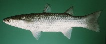 Image of Planiliza subviridis (Greenback mullet)