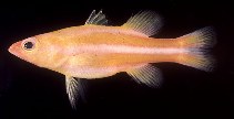 Image of Liopropoma tonstrinum (Redstriped basslet)