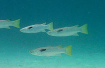 Image of Ellochelon vaigiensis (Squaretail mullet)