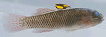 Image of Lophogobius cristulatus 