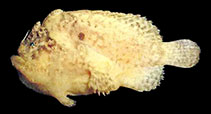 Image of Lophiocharon hutchinsi (Hutchins\