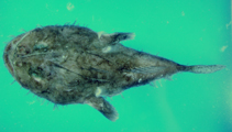 Image of Lophiodes insidiator (Natal angler)