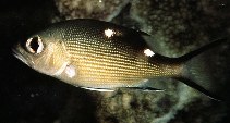 Image of Lutjanus bohar (Two-spot red snapper)