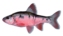 Image of Luxilus cerasinus (Crescent shiner)