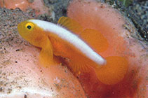 Image of Lubricogobius dinah (Dinah\